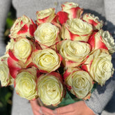 Fairy Queen Rose
